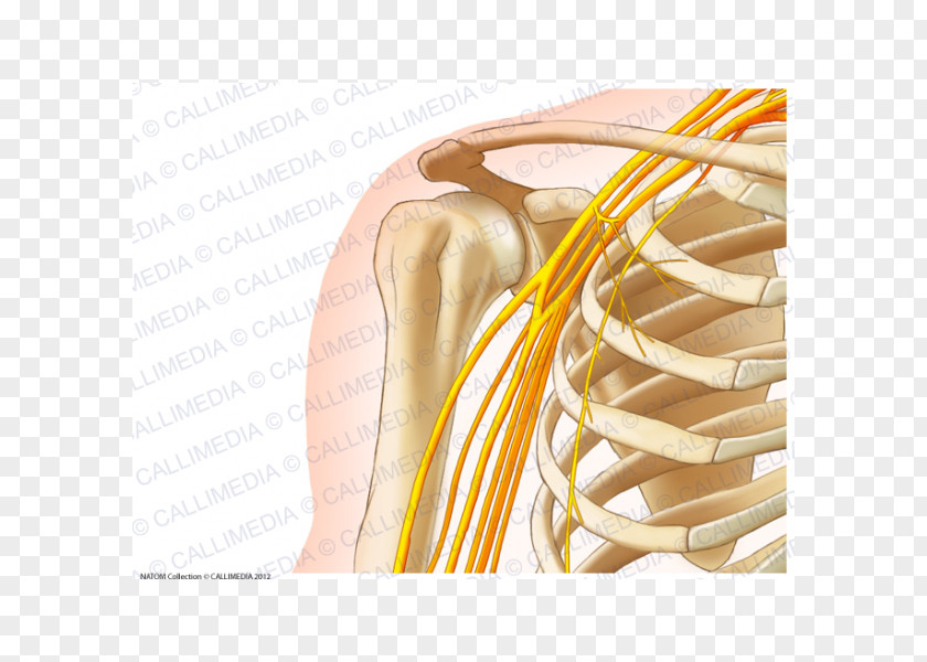 Arm Human Anatomy Shoulder Body Bone PNG