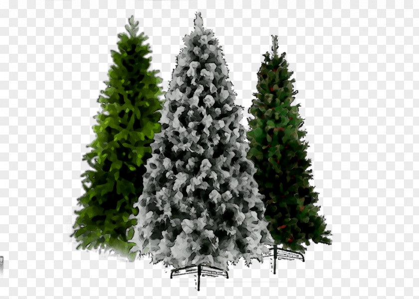 Christmas Tree Spruce Day Ornament Fir PNG