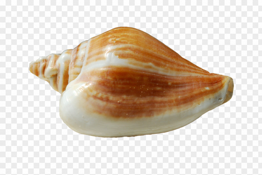Conch Conchology Shankha Seashell Sea Snail PNG