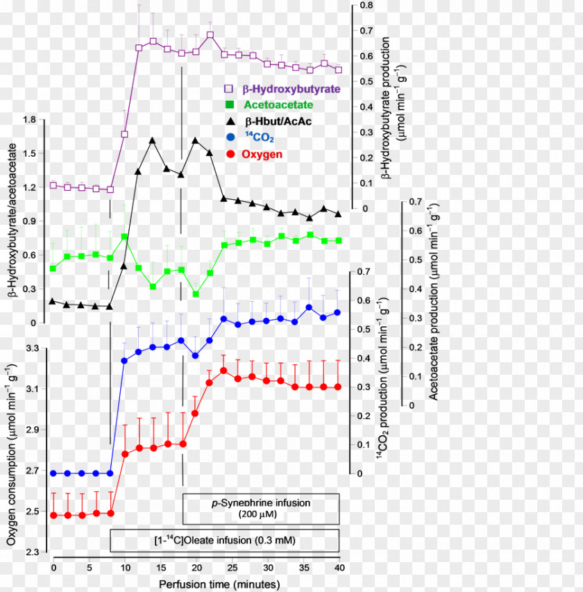 Fatty Acid Elongation Pathway Synephrine Lipolysis Octopamine Natural Product Lipid PNG