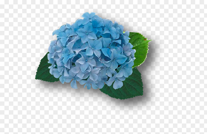 Hortensia French Hydrangea Blue Cut Flowers Plant PNG