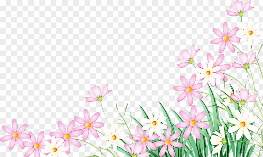 Perennial Plant Daisy Pink Flower Cartoon PNG