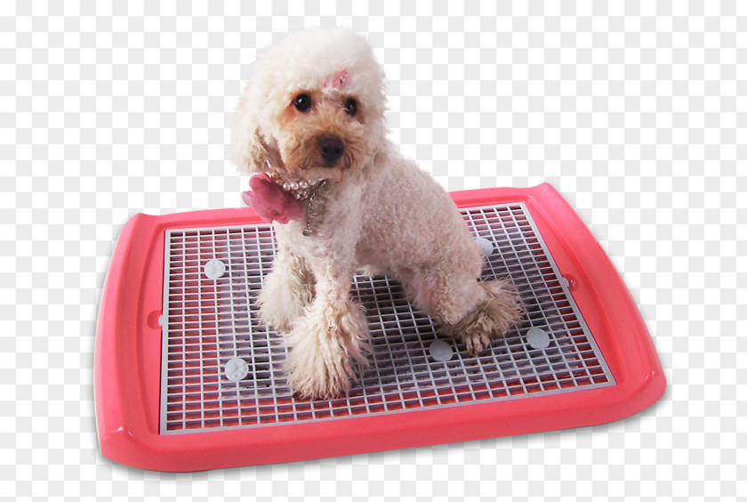 Puppy Miniature Poodle Schnoodle Cockapoo Bedding PNG