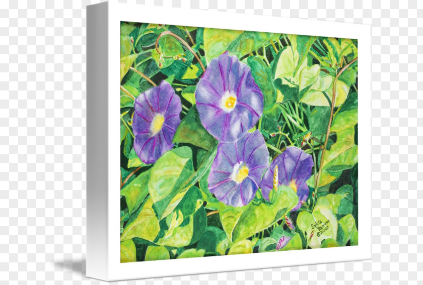 Violet Pansy Wildflower PNG