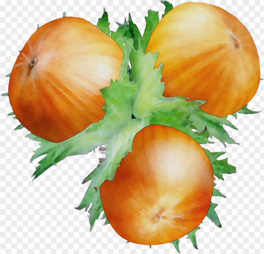 Yellow Onion Flowering Plant Fruits Background PNG