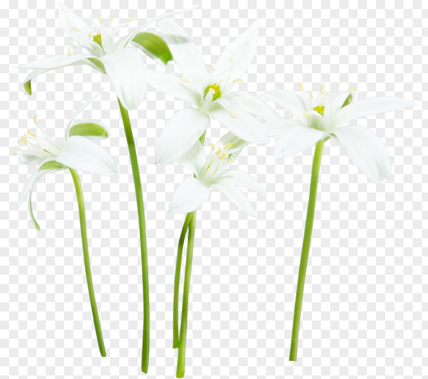 Decorative Plants White Clip Art PNG