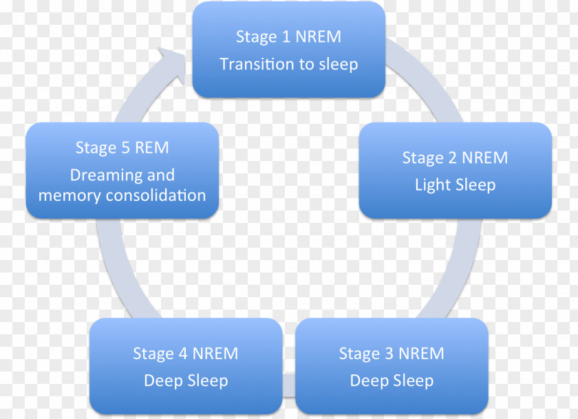 Five Stages Of Sleep Cycle Educational Technology Learning Instructional Coaching Film PNG