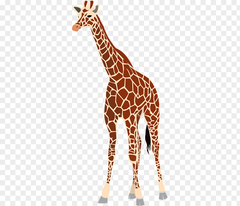 Giraffehd Baby Giraffes Drawing Clip Art PNG