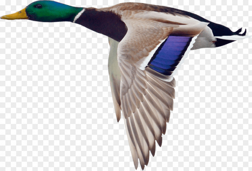Goose Mallard Duck Bird Hunting PNG