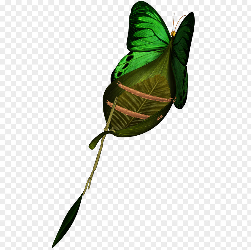 Leaf Plant Stem PNG