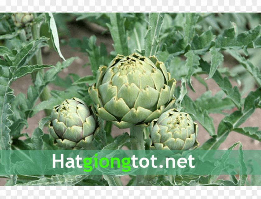 Plant Jerusalem Artichoke Bud Seed PNG