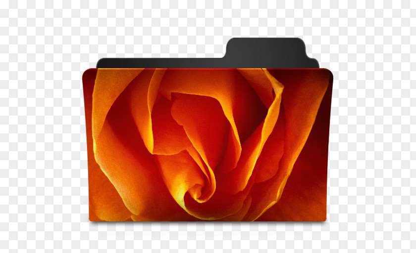 Rose Desktop Wallpaper Color PNG