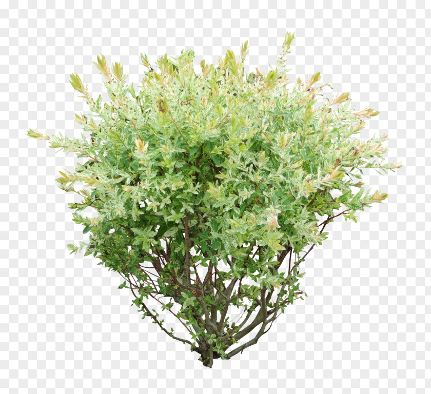 Baby's Breath Portable Network Graphics Shrub Clip Art Transparency Image PNG