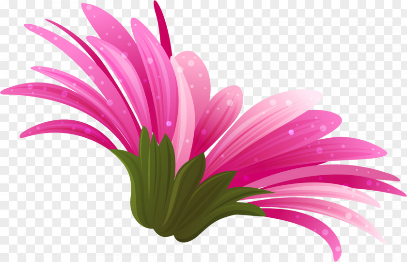 Flower Pink Transvaal Daisy Color Clip Art PNG