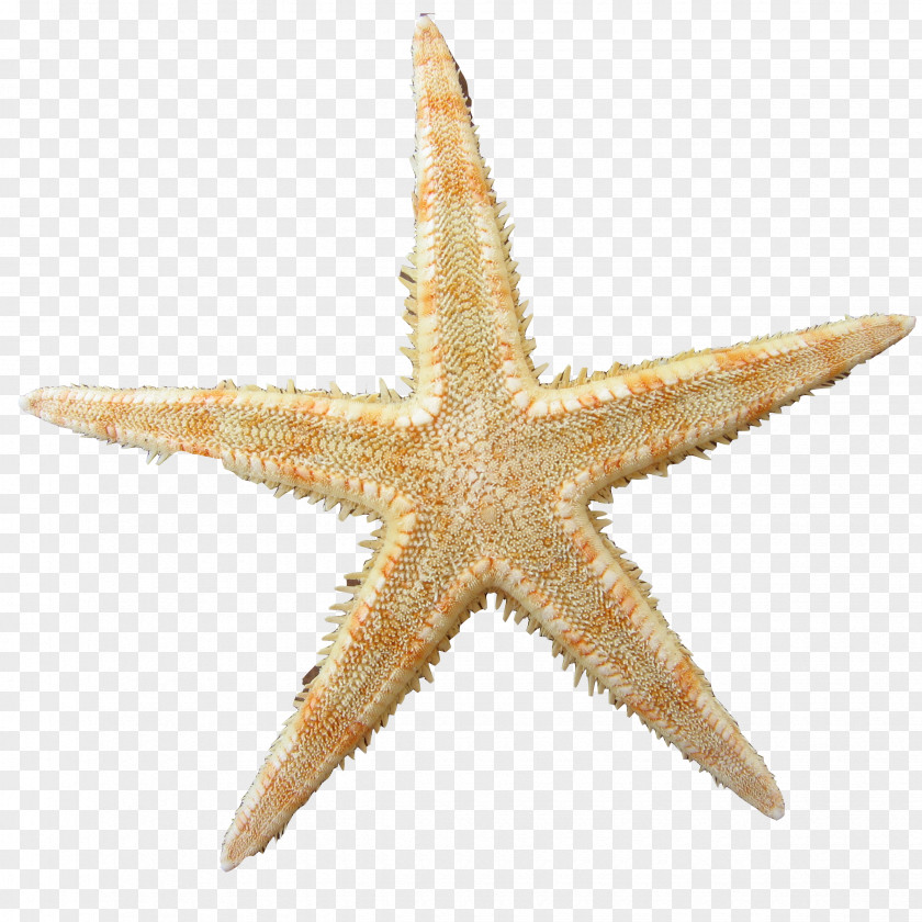 Physical Bullying In Schools Students Stock Photography Image Starfish Royalty-free PNG