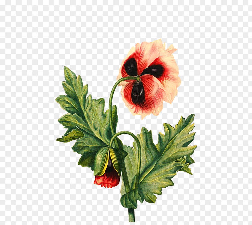 Flower Drawing Poppy PNG