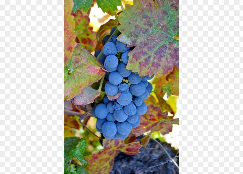 Grape Common Vine Ukiah Cox Vineyard PNG