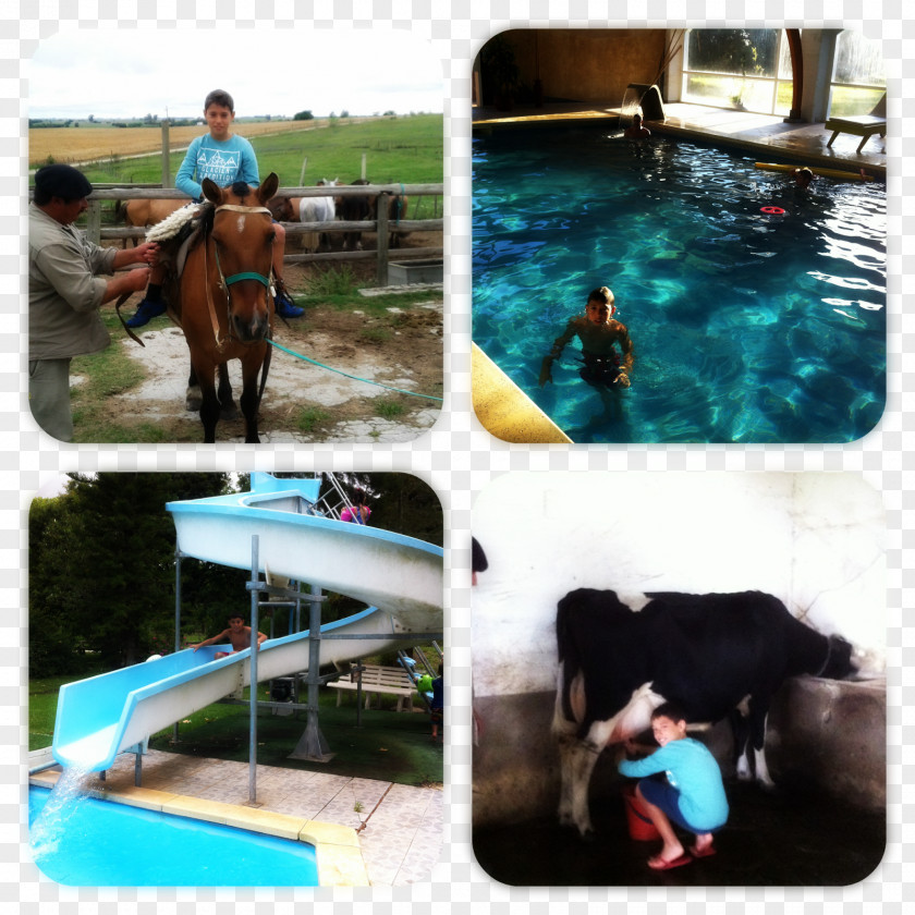 Horse Recreation Leisure Swimming Pool Vacation PNG