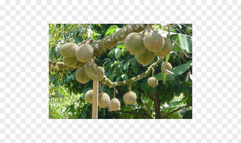 Tree Durio Zibethinus Benih Crop Fruit PNG