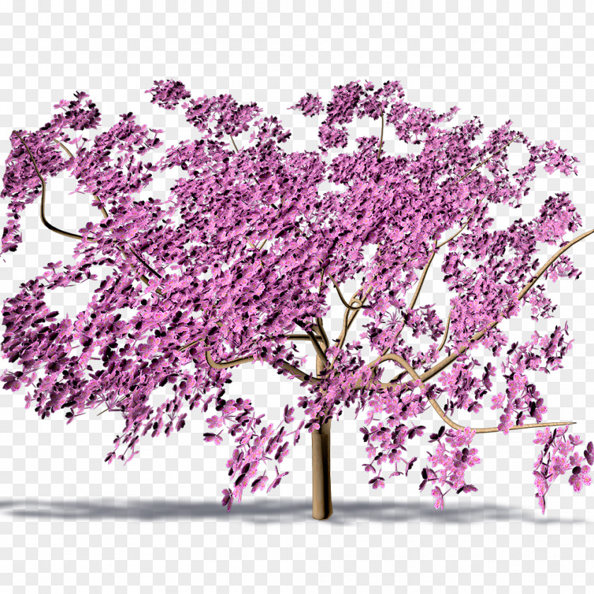Cherry Blossom ST.AU.150 MIN.V.UNC.NR AD PNG
