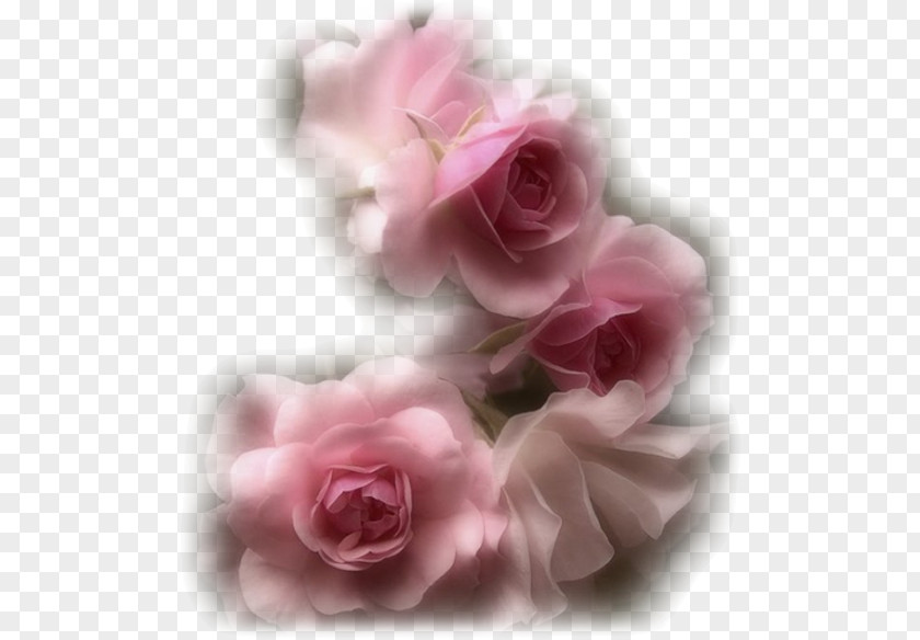 Flower Garden Roses Pink PNG