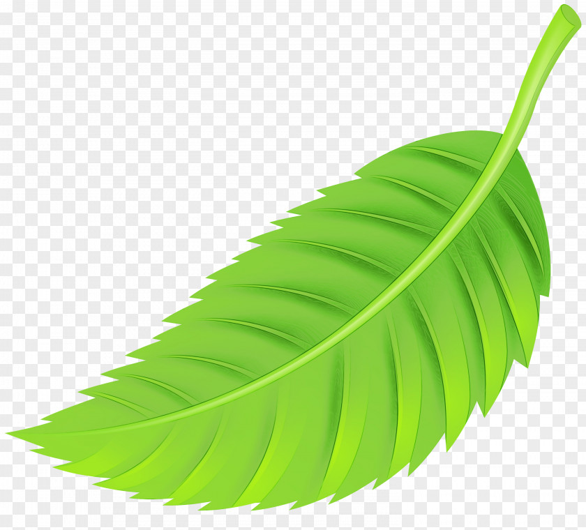 Flower Plant Autumn Leaf Drawing PNG