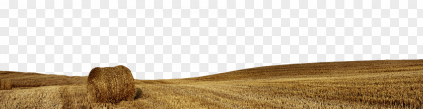Wheat Field Wood Stain Varnish Angle PNG
