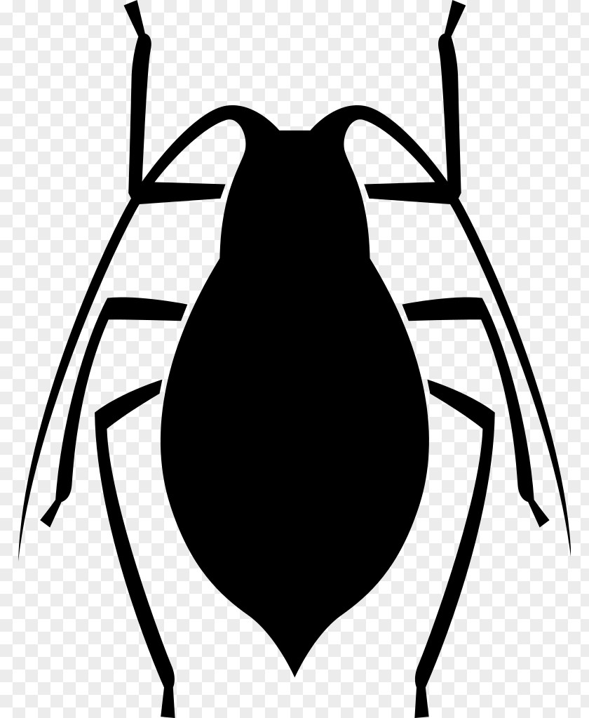 Bugs Insect PNG