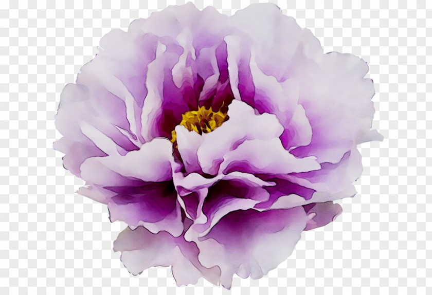 Clip Art Moutan Peony Transparency Image PNG