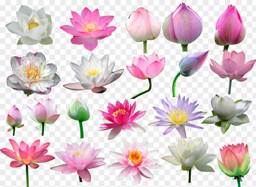Lotus Nelumbo Nucifera Flower Clip Art PNG