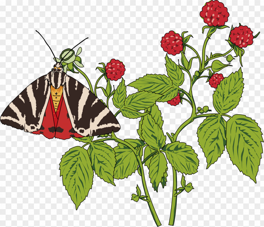 Raspberry Butterfly Papillon Dog Drawing Clip Art PNG