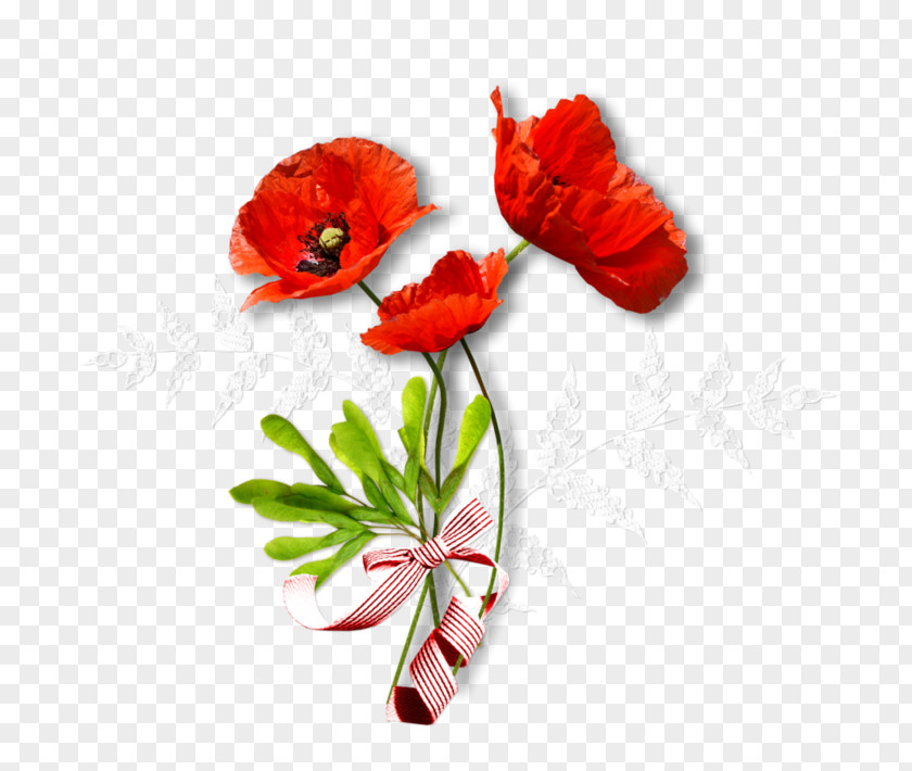 Flower Red Coquelicot Plant Corn Poppy PNG
