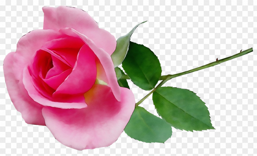 Garden Roses PNG