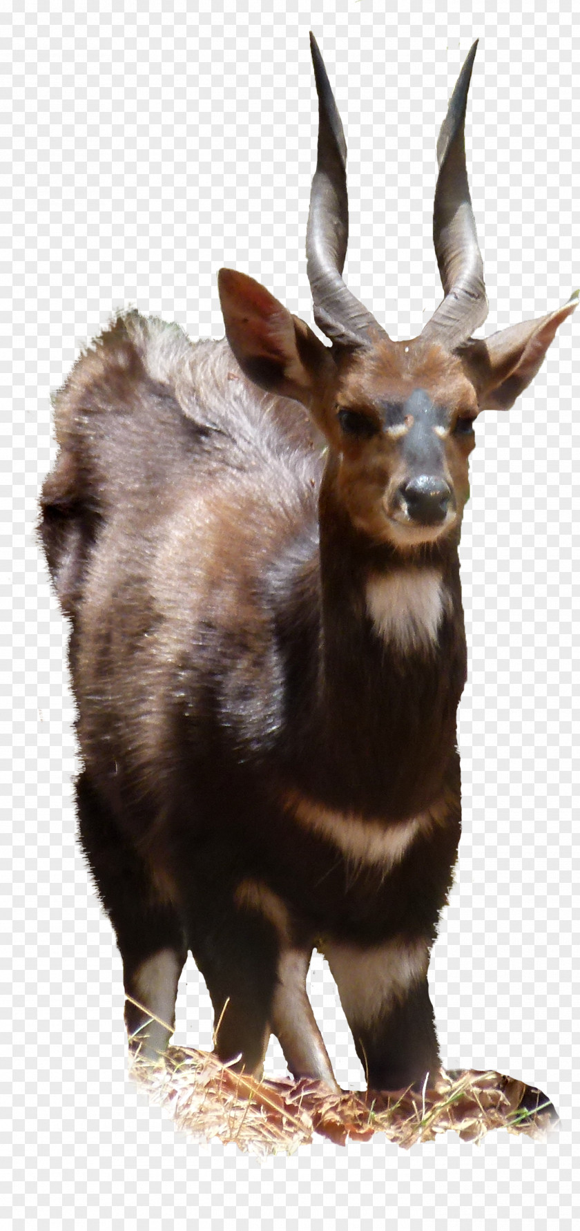 Goat Moose Fauna Wildlife Jeffrey Horn PNG