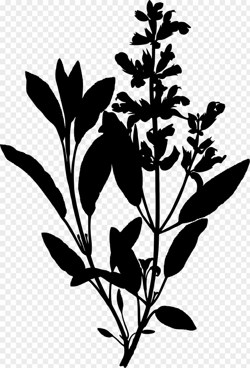 Medicinal Plants Ko Yao District Drawing Clip Art PNG