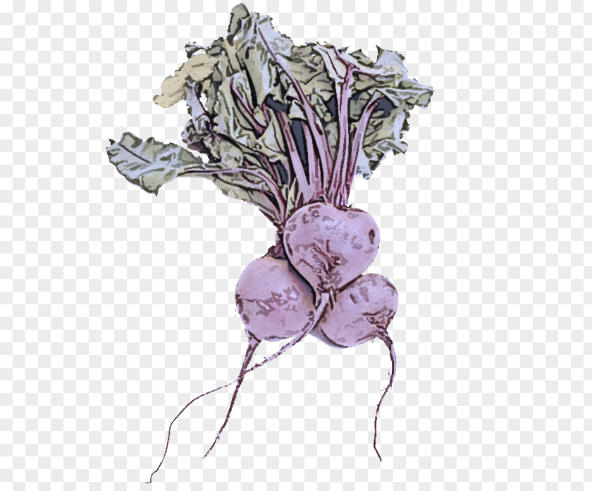 Root Vegetable Flower Turnip Rutabaga Plant Beetroot PNG