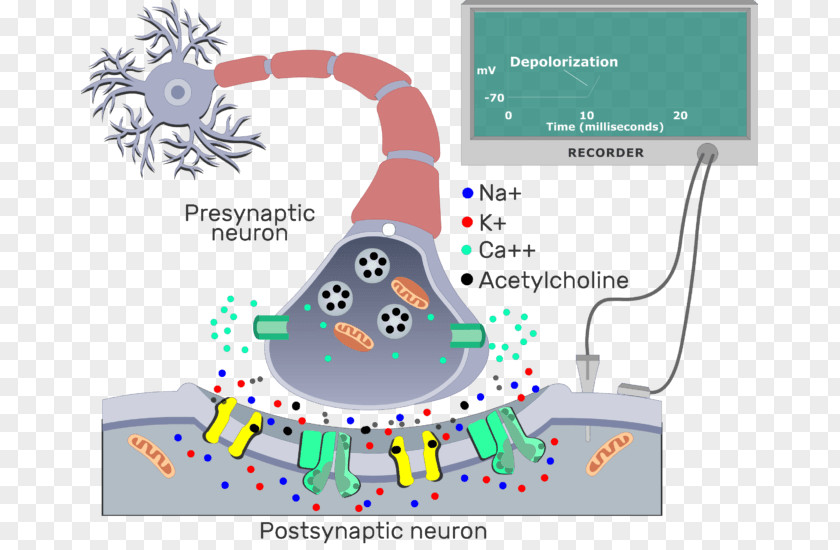 Ach Illustration The Cholinergic Synapse Postsynaptic Potential Neuron Electrical PNG