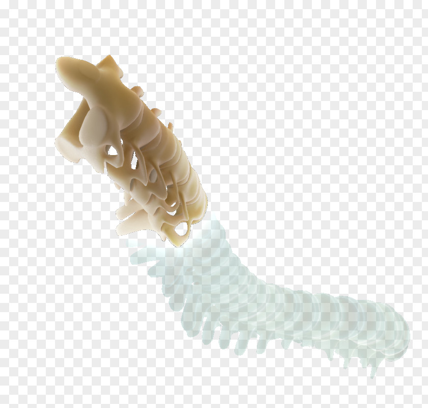 Bone Material Jaw Organism PNG