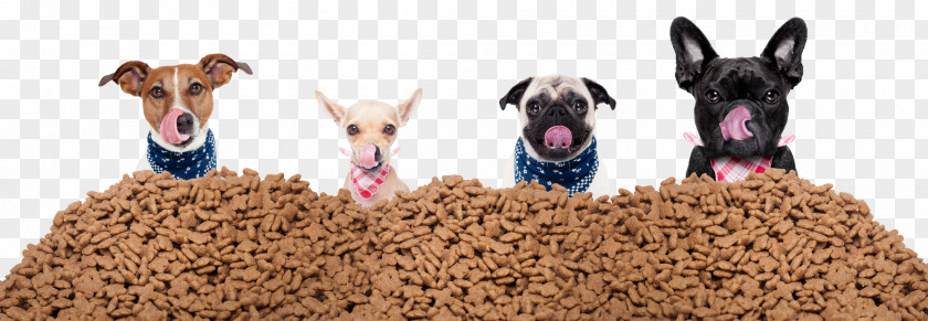 Dog Food Puppy Pet Sitting PNG