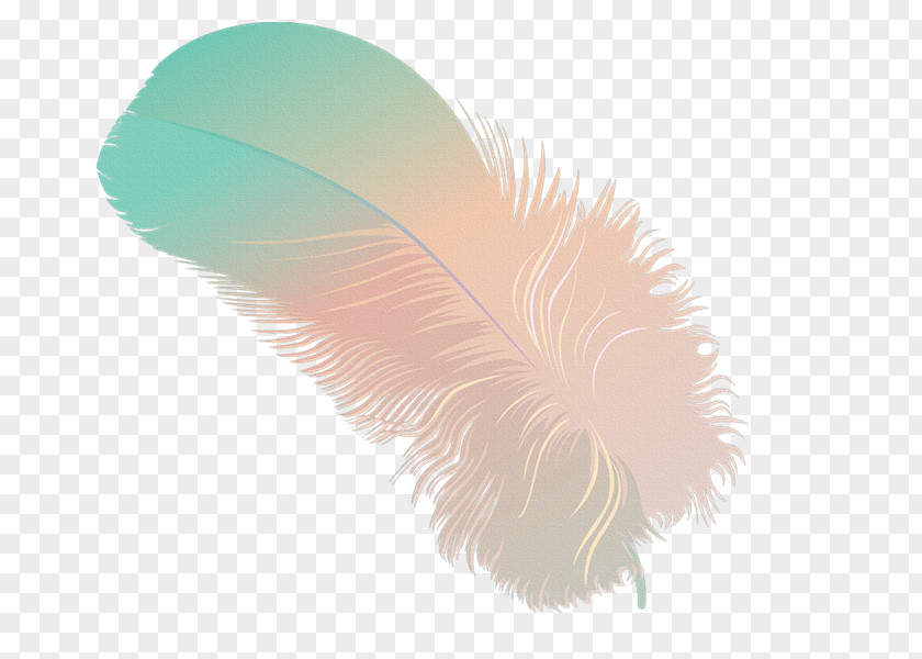 Feather Drawing Blog PNG