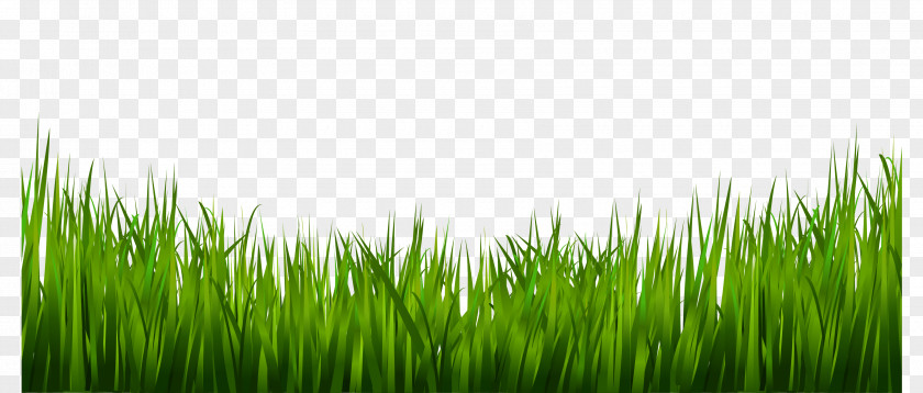 Green Grass A Clip Art PNG
