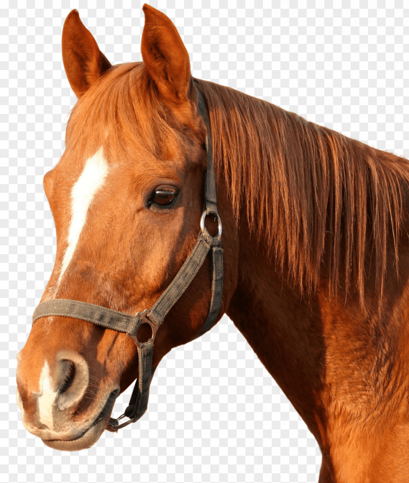 Horse Coloring Book Animal Adult PNG