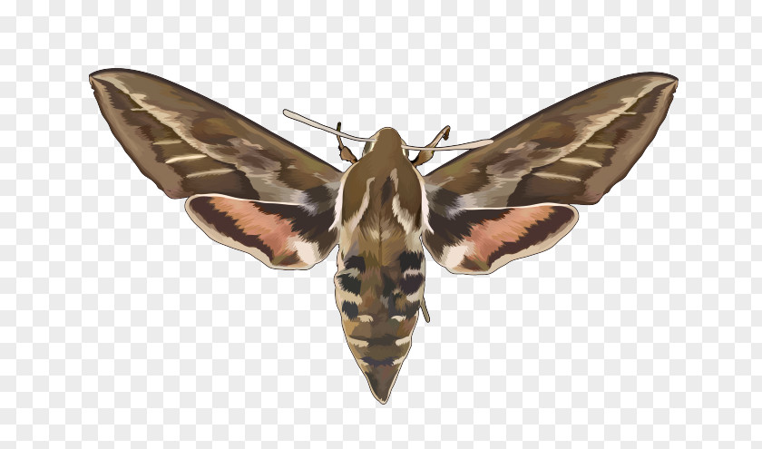 Insect Moth Wing PNG