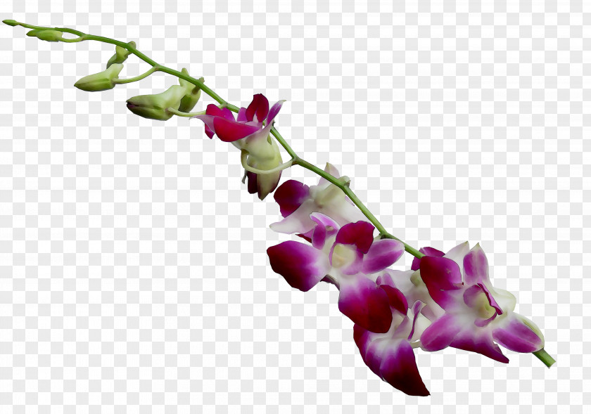 Moth Orchids Plant Stem Purple Twig PNG