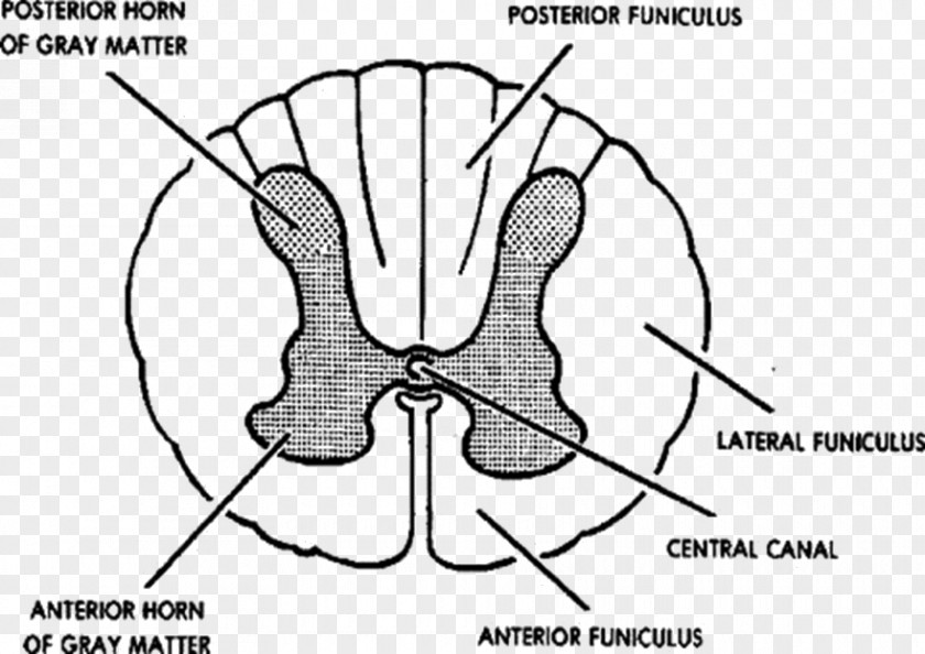 Spinal Cord Grey Matter Vertebral Column Central Nervous System Anatomy PNG