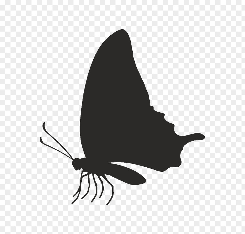 Wing Pollinator Butterfly Black And White PNG