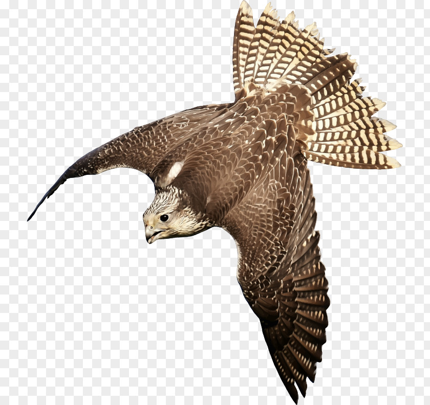 Bird Peregrine Falcon Saker Clip Art PNG