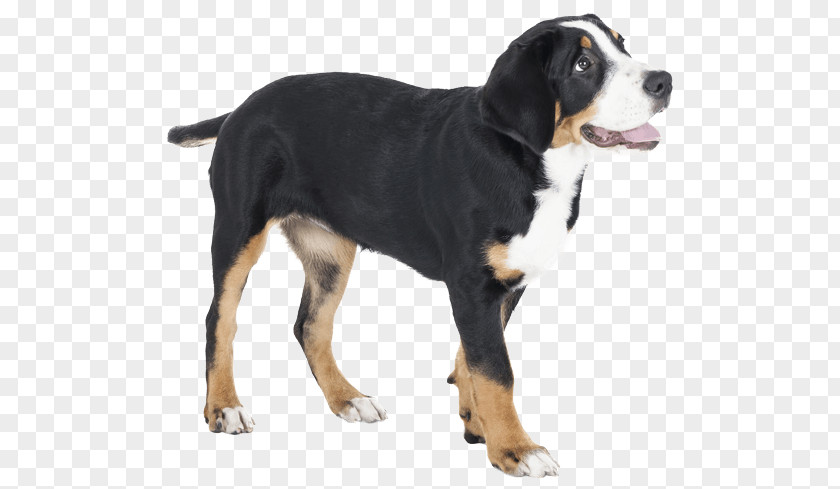 Puppy Dog Breed Greater Swiss Mountain Entlebucher Appenzeller Sennenhund Bernese PNG