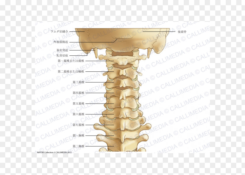 Skeleton Process Cervical Vertebrae Vertebral Column Anatomy Atlas PNG