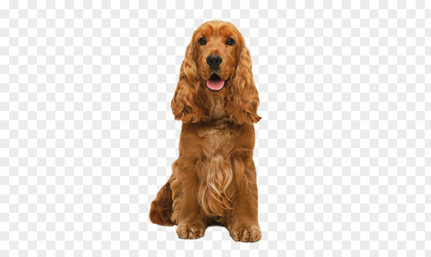 Field Spaniel Sussex Dog English Cocker PNG